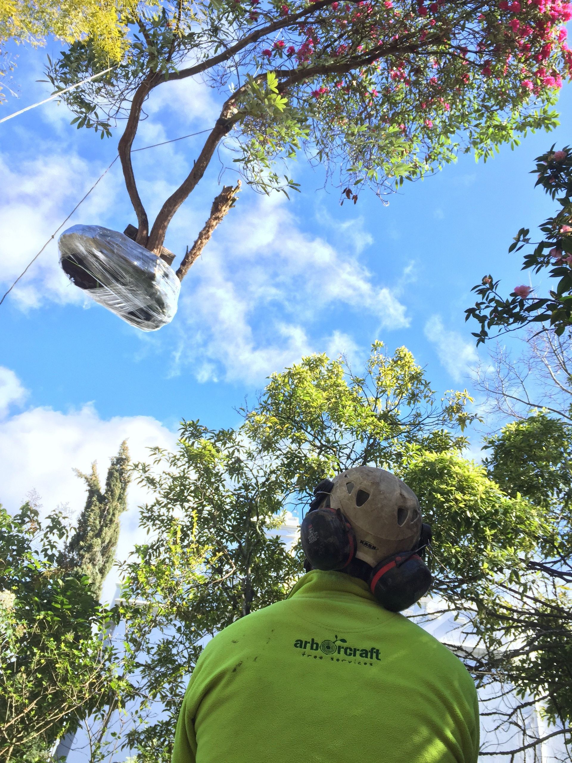 Tree Transplanting Melbourne ArborCraft Tree Services